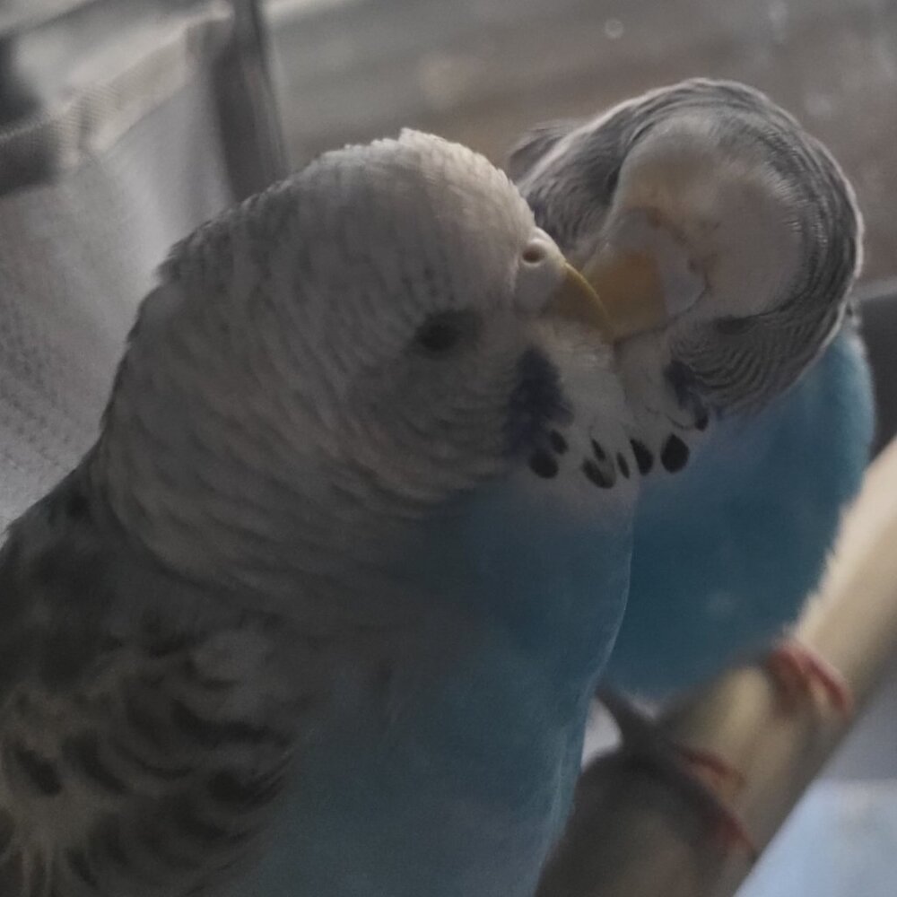 Meet your Posher, Tia JoJo